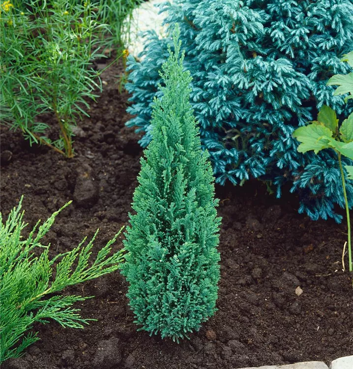 Kegelzypresse 'Ellwood's Pillar'