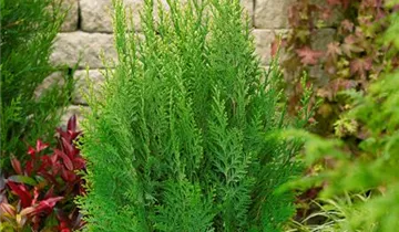 Zum Vergrößern klicken Bildvorschau