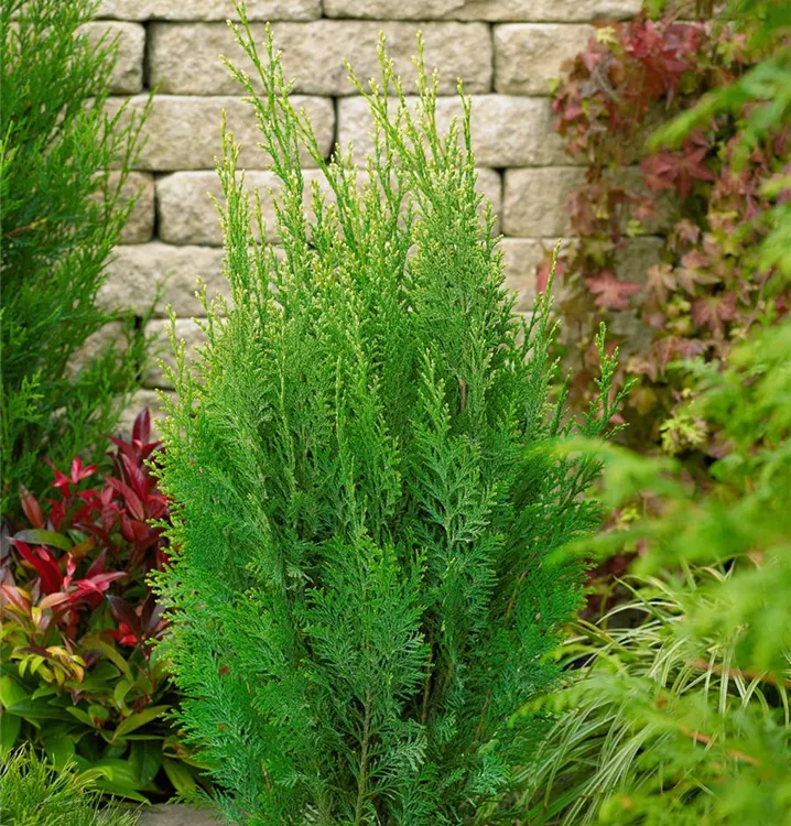 Gartenzypresse 'White Spot' Gartenzypresse 'White Spot'