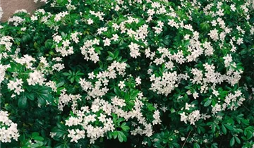 Zum Vergrößern klicken Bildvorschau