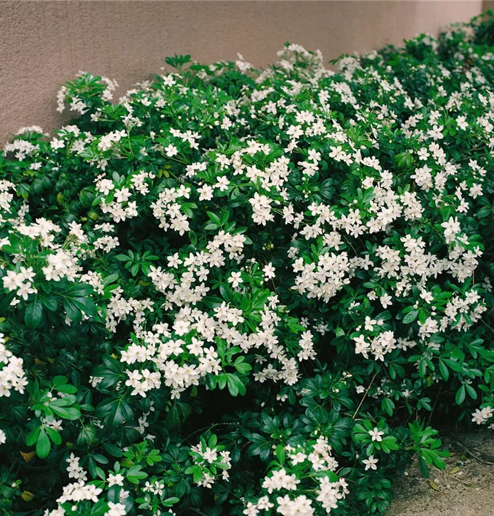 Orangenblume Orangenblume