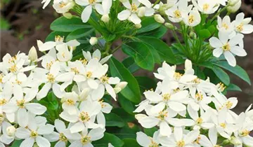 Zum Vergrößern klicken Bildvorschau