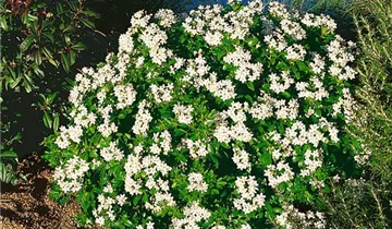 Zum Vergrößern klicken Bildvorschau