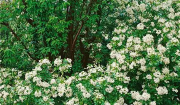 Zum Vergrößern klicken Bildvorschau