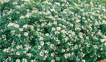 Zum Vergrößern klicken Bildvorschau