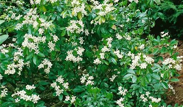 Zum Vergrößern klicken Bildvorschau