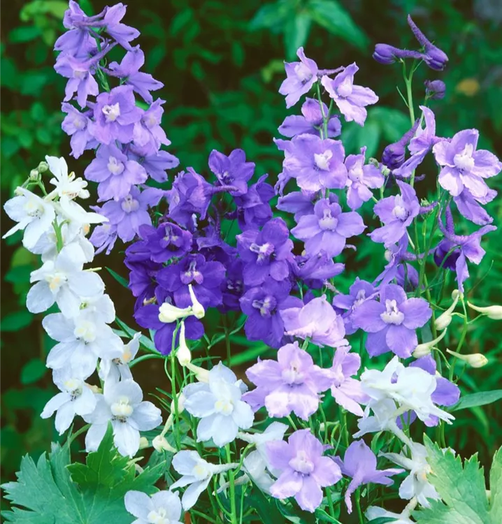 Verzweigter Garten-Rittersporn