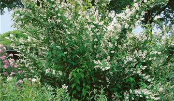 Zum Vergrößern klicken Bildvorschau