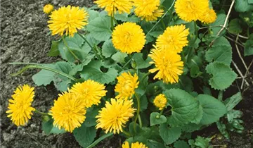 Zum Vergrößern klicken Bildvorschau