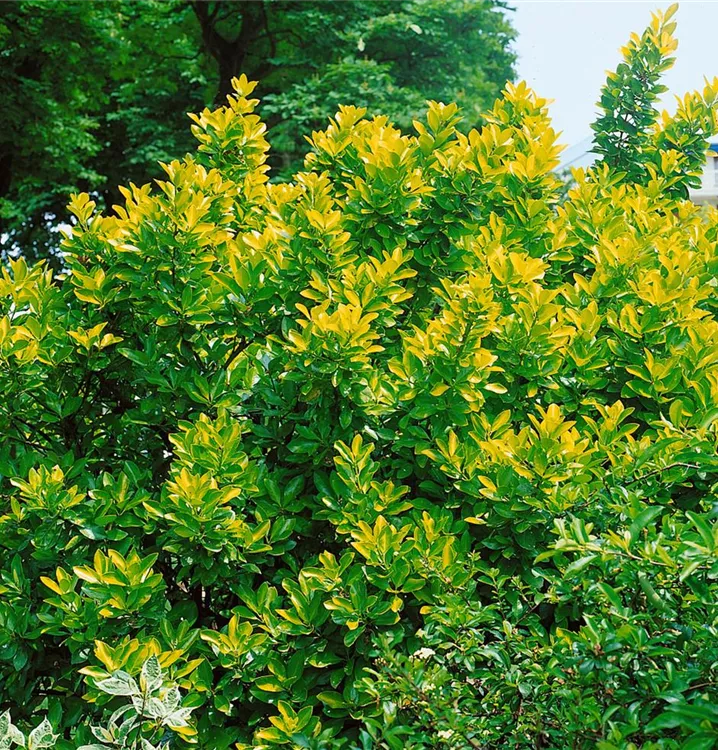 Immergrüne Japanspindel