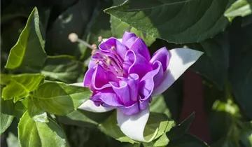 Zum Vergrößern klicken Bildvorschau