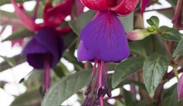 Zum Vergrößern klicken Bildvorschau