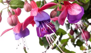 Zum Vergrößern klicken Bildvorschau