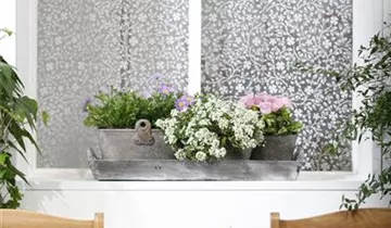 Zum Vergrößern klicken Bildvorschau