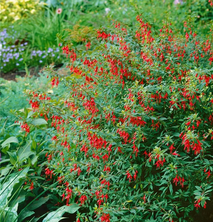 Patagonische Fuchsie