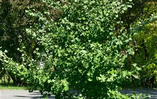 Fächerblattbaum 'Globus'