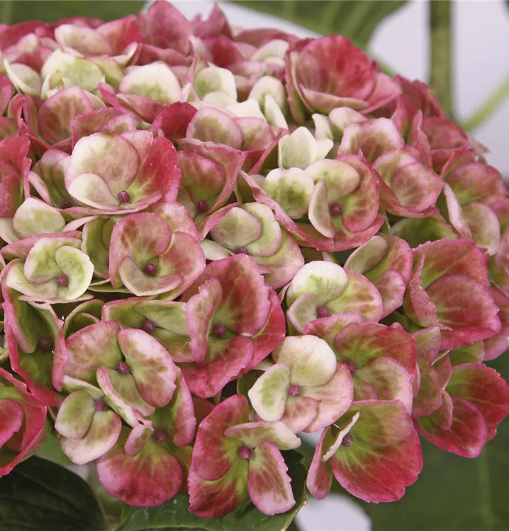'Magical'®-Hortensie