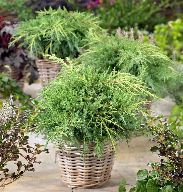 Pfitzer-Wacholder 'Gold Star'