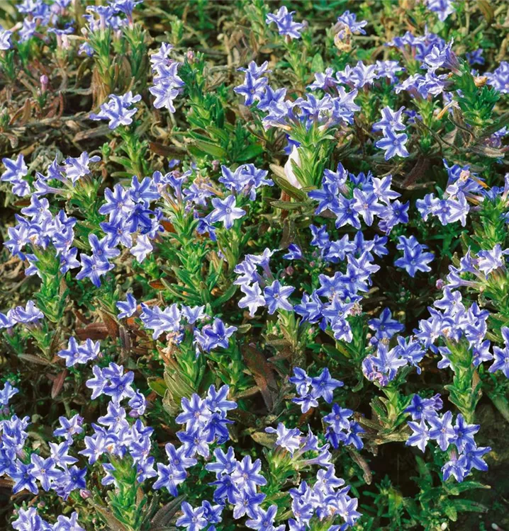 Garten-Scheinsteinsame