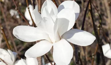 Zum Vergrößern klicken Bildvorschau