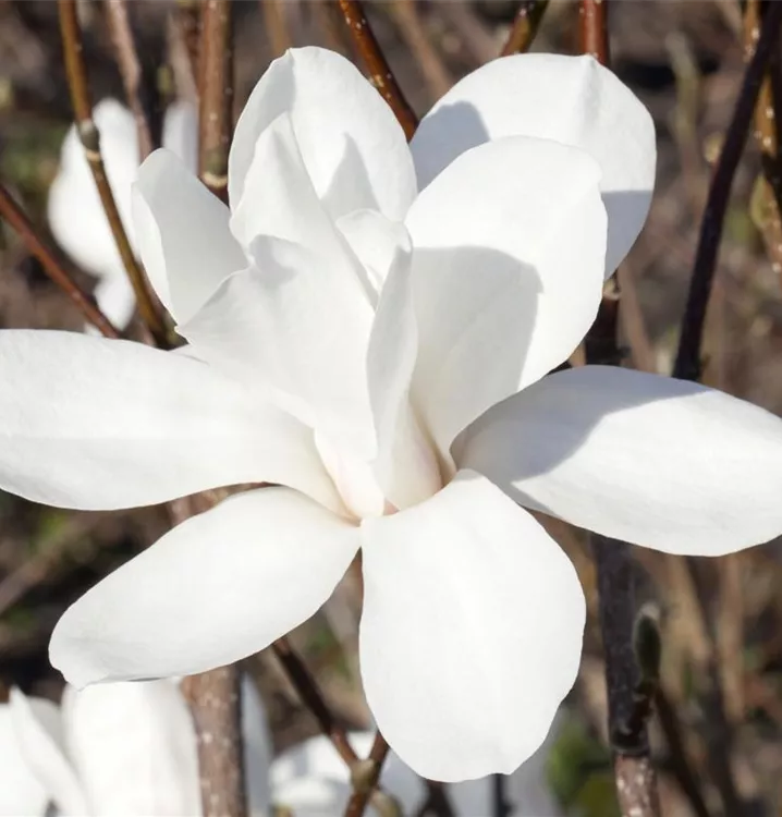 Sternmagnolie Sternmagnolie