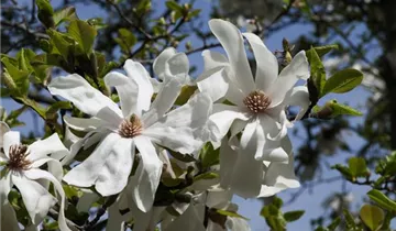 Zum Vergrößern klicken Bildvorschau