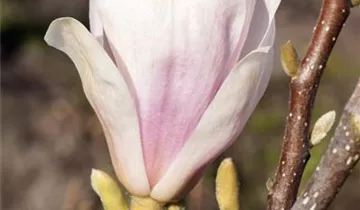 Zum Vergrößern klicken Bildvorschau