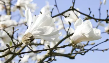 Zum Vergrößern klicken Bildvorschau