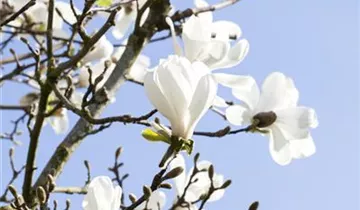 Zum Vergrößern klicken Bildvorschau