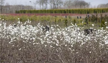 Zum Vergrößern klicken Bildvorschau