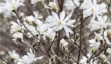 Zum Vergrößern klicken Bildvorschau