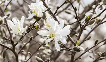 Zum Vergrößern klicken Bildvorschau