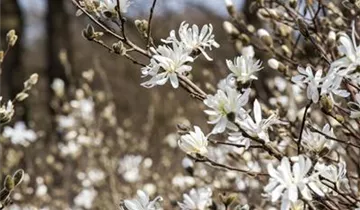 Zum Vergrößern klicken Bildvorschau