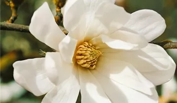 Zum Vergrößern klicken Bildvorschau