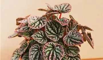 Zum Vergrößern klicken Bildvorschau