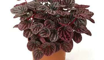 Zum Vergrößern klicken Bildvorschau