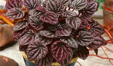 Zum Vergrößern klicken Bildvorschau