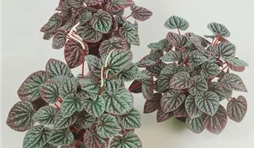 Zum Vergrößern klicken Bildvorschau