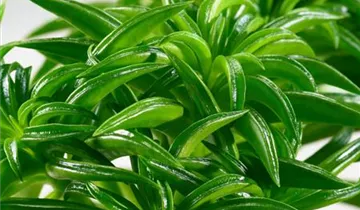 Zum Vergrößern klicken Bildvorschau