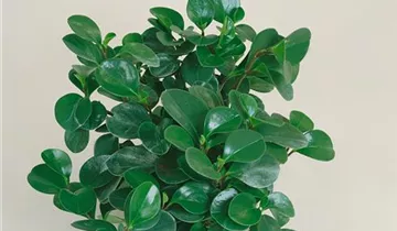 Zum Vergrößern klicken Bildvorschau