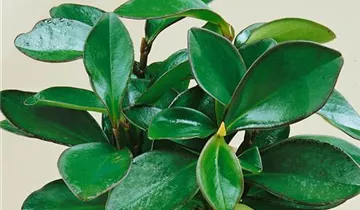 Zum Vergrößern klicken Bildvorschau