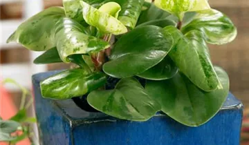 Zum Vergrößern klicken Bildvorschau