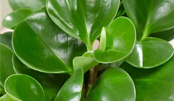 Zum Vergrößern klicken Bildvorschau