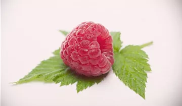 Zum Vergrößern klicken Bildvorschau