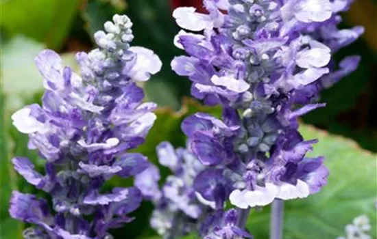 Mehliger Salbei Mehliger Salbei