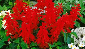 Zum Vergrößern klicken Bildvorschau