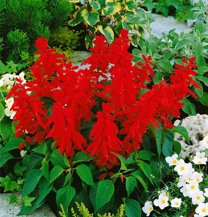 Feuersalbei Feuersalbei