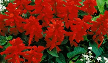 Zum Vergrößern klicken Bildvorschau