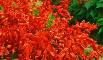 Zum Vergrößern klicken Bildvorschau