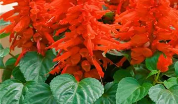 Zum Vergrößern klicken Bildvorschau